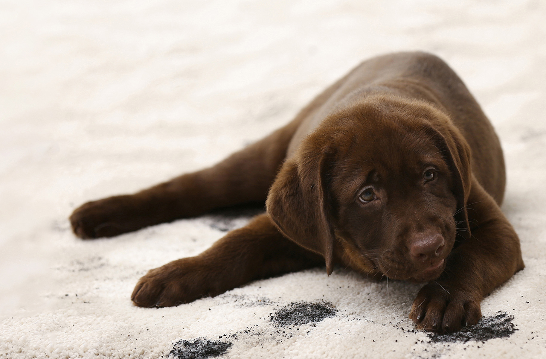 muddy paws on dog on area rug