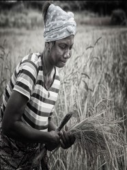 Less than 20 percent of available farmland in Sierra Leone is being used for food production